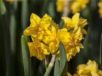 Narcissus cyclamineus 'Tête-à-Tête Boucle' - Alpenveilchenartige Garten-Narzisse Narcissus cyclamineus 'Tête-à-Tête Boucle' - Alpenveilchenartige Garten-Narzisse