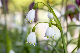 Leucojum aestivum - Sommer-Knotenblume