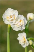 Narcissus 'Bridal Crown' - Narzisse 'Bridal Crown' Narcissus 'Bridal Crown' - Narzisse 'Bridal Crown'