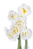Narcissus 'Bridal Crown' - Narzisse 'Bridal Crown' Narcissus 'Bridal Crown' - Narzisse 'Bridal Crown'