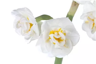 Narcissus 'Bridal Crown' - Narzisse 'Bridal Crown' Narcissus 'Bridal Crown' - Narzisse 'Bridal Crown'