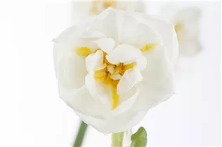 Narcissus 'Bridal Crown' - Narzisse 'Bridal Crown' Narcissus 'Bridal Crown' - Narzisse 'Bridal Crown'