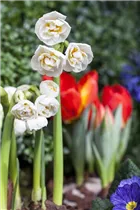 Narcissus 'Bridal Crown' - Narzisse 'Bridal Crown' Narcissus 'Bridal Crown' - Narzisse 'Bridal Crown'