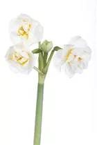 Narcissus 'Bridal Crown' - Narzisse 'Bridal Crown' Narcissus 'Bridal Crown' - Narzisse 'Bridal Crown'