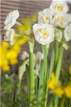 Narcissus 'Bridal Crown' - Narzisse 'Bridal Crown' Narcissus 'Bridal Crown' - Narzisse 'Bridal Crown'