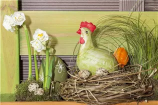 Narcissus 'Bridal Crown' - Narzisse 'Bridal Crown' Narcissus 'Bridal Crown' - Narzisse 'Bridal Crown'