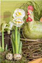 Narcissus 'Bridal Crown' - Narzisse 'Bridal Crown' Narcissus 'Bridal Crown' - Narzisse 'Bridal Crown'