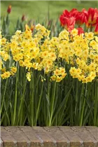 Blumenzwiebeln - Narzissen Golden Dawn