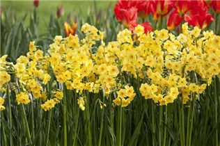 Blumenzwiebeln - Narzissen Golden Dawn