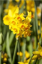 Blumenzwiebeln - Narzissen Golden Dawn
