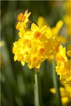 Blumenzwiebeln - Narzissen Golden Dawn