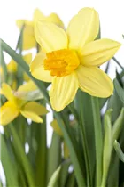 Narcissus cyclamineus 'Jetfire' - Alpenveilchenartige Garten-Narzisse 'Jetfire' Narcissus cyclamineus 'Jetfire' - Alpenveilchenartige Garten-Narzisse 'Jetfire'
