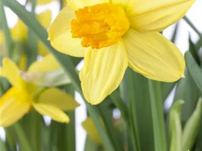 Narcissus cyclamineus 'Jetfire' - Alpenveilchenartige Garten-Narzisse 'Jetfire' Narcissus cyclamineus 'Jetfire' - Alpenveilchenartige Garten-Narzisse 'Jetfire'
