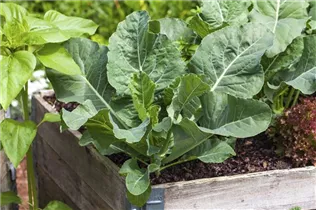 Brassica oleracea var. gongylodes - Kohlrabi Brassica oleracea var. gongylodes - Kohlrabi