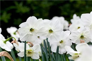 Narcissus 'Stainless' - Großkronige Narzisse 'Stainless'