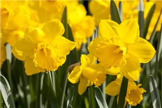 Blumenzwiebeln - Trompeten Narzissen Standard Value gelb, 8 Stück Blumenzwiebeln - Trompeten Narzissen Standard Value gelb, 8 Stück
