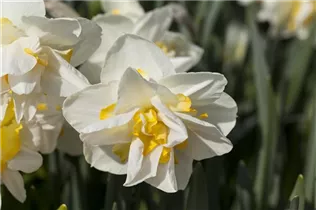 Narcissus 'White Lion' - Narzisse 'White Lion' Narcissus 'White Lion' - Narzisse 'White Lion'