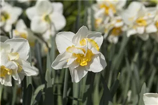 Narcissus 'White Lion' - Narzisse 'White Lion' Narcissus 'White Lion' - Narzisse 'White Lion'