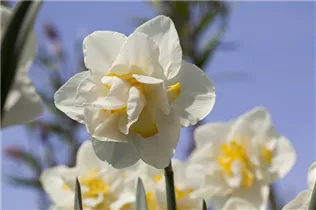 Narcissus 'White Lion' - Narzisse 'White Lion' Narcissus 'White Lion' - Narzisse 'White Lion'