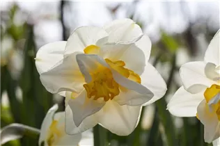 Narcissus 'White Lion' - Narzisse 'White Lion' Narcissus 'White Lion' - Narzisse 'White Lion'