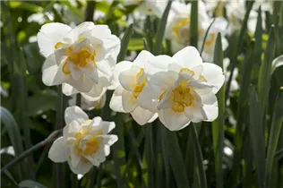Narcissus 'White Lion' - Narzisse 'White Lion' Narcissus 'White Lion' - Narzisse 'White Lion'