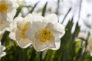 Narcissus 'White Lion' - Narzisse 'White Lion' Narcissus 'White Lion' - Narzisse 'White Lion'