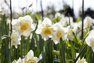 Narcissus 'White Lion' - Narzisse 'White Lion' Narcissus 'White Lion' - Narzisse 'White Lion'
