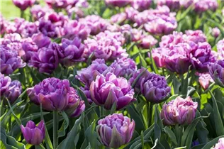 Blumenzwiebeln - Päonienblütige Tulpen 25 Stück - Gemischt