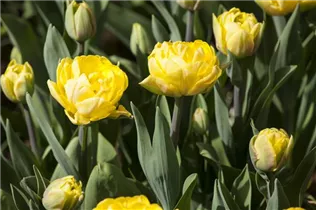 Blumenzwiebeln - Päonienblütige Tulpen 25 Stück - Gemischt