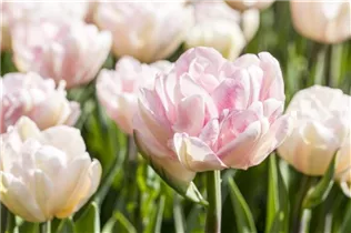 Blumenzwiebeln - Päonienblütige Tulpen 25 Stück - Gemischt