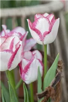 Blumenzwiebeln - Tulpen Affaire Triumph Weiß 10 Stück - Purpurviolett