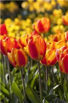  - Tulipa 'Apeldoorn Elite'