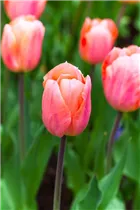 Blumenzwiebeln - Tulpen Apricot Beauty x10
