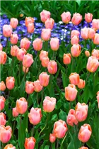  - Tulipa 'Apricot Beauty'
