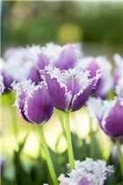 Blumenzwiebeln - Tulpen Cummins Crispa blau-violett, weiß, 8 Stück
