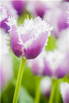 Blumenzwiebeln - Tulpen Crispa Mischung x10 Blumenzwiebeln - Tulpen Crispa Mischung x10