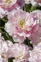 Blumenzwiebeln - Tulpen Finola / Gefüllte späte hell rosa, 10 Stück