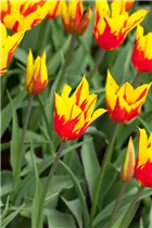 Blumenzwiebeln - Tulpen Fire Wings / Lilienblütig rot gelb, 10 Stück