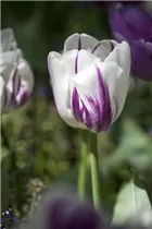 Blumenzwiebeln - Tulpen Flaming Flag / Triumph weiß purpur gefl., 10 Stück