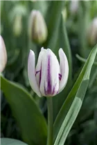  - Tulipa 'Flaming Flag'