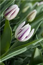  - Tulipa 'Flaming Flag'