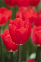 Blumenzwiebeln - Tulpen Fostery King Darwin Hybride 20 Stück - Rot