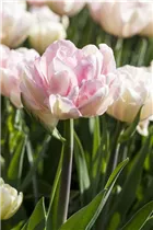 Blumenzwiebeln - Tulpen Foxtrot Gefüllte Frühe 20 Stück - Rosa-Weiß Blumenzwiebeln - Tulpen Foxtrot Gefüllte Frühe 20 Stück - Rosa-Weiß