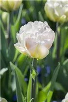 Blumenzwiebeln - Tulpen Foxtrot x10