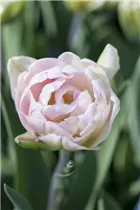 Blumenzwiebeln - Tulpen Foxtrot x10