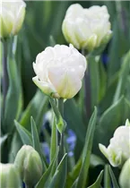 Blumenzwiebeln - Tulpen Foxtrot x10