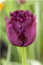 Blumenzwiebeln - Tulpen Gorilla / Crispa purpur violett, 10 Stück