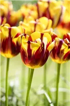 Blumenzwiebeln - Tulpen Helmar Triumph 10 Stück - Rot-Gelb