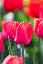  - Tulipa 'Ile de France'