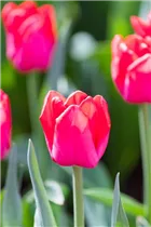  - Tulipa 'Ile de France'